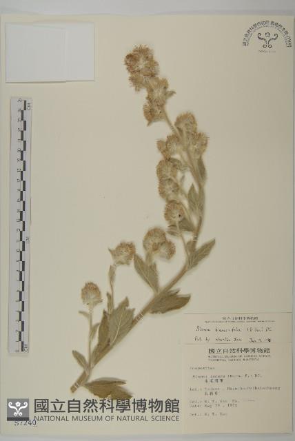 毛將軍藏品圖，第1張