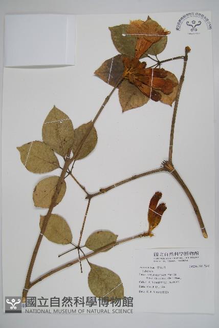 登錄號:S117240藏品圖，第1張