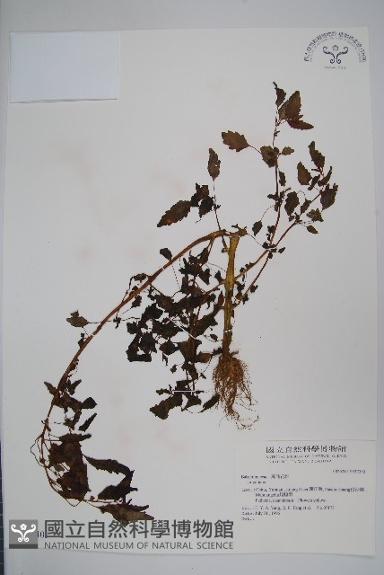 登錄號:S037240藏品圖，第1張