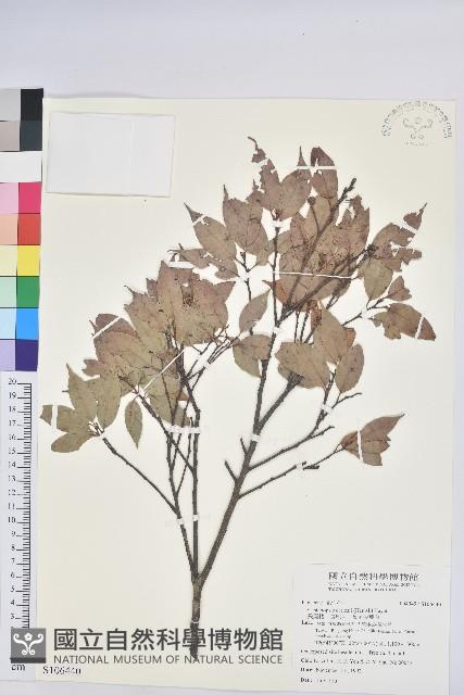 長尾栲、長尾柯、長尾尖葉櫧藏品圖，第1張