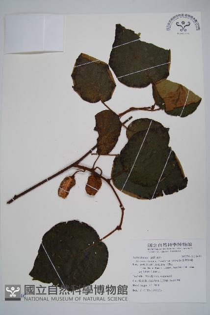 臺灣羊桃藏品圖，第1張