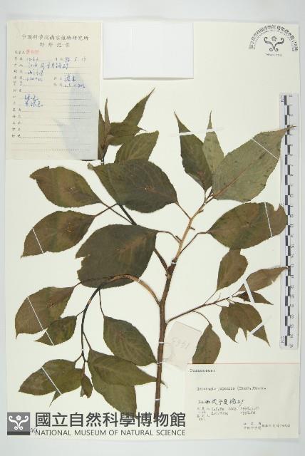 青莢葉藏品圖，第1張