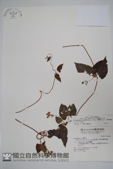 薄葉牛皮消藏品圖，第1張