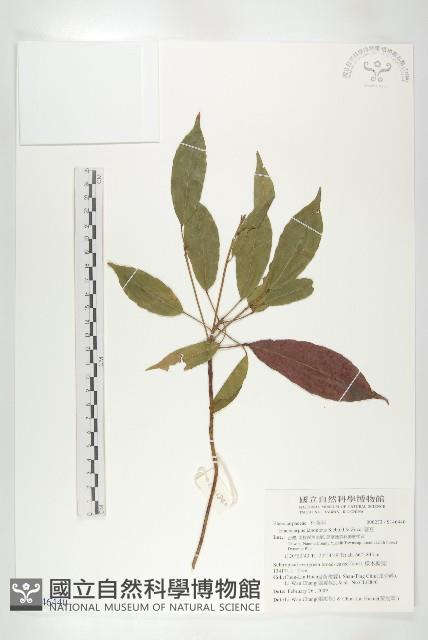 薯豆藏品圖，第1張