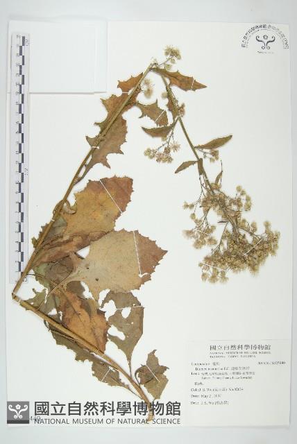 薄葉艾納香藏品圖，第1張