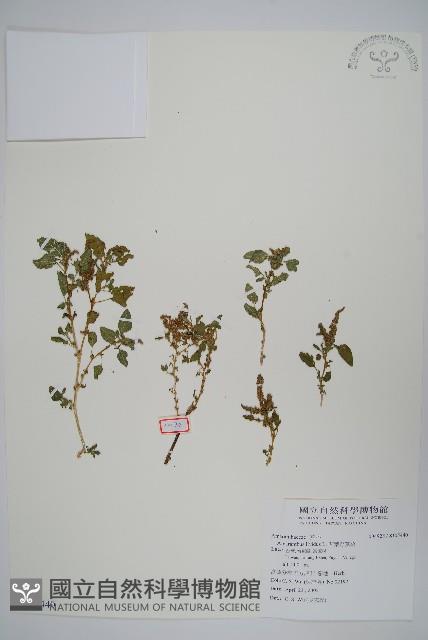 凹葉野莧菜藏品圖，第1張