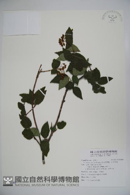 松田氏莢迷、宜昌莢迷藏品圖，第1張