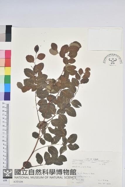 紅仔珠藏品圖，第1張