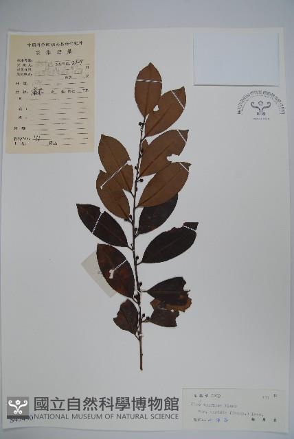 亮葉冬青藏品圖，第1張