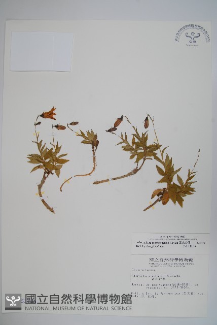 玉山沙參藏品圖，第1張