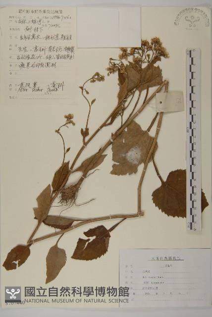 東鳳菜藏品圖，第1張