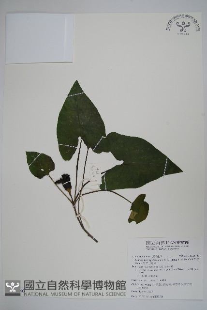 太平山細辛藏品圖，第1張
