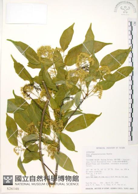 樟葉槭, 飛蛾子樹藏品圖，第1張