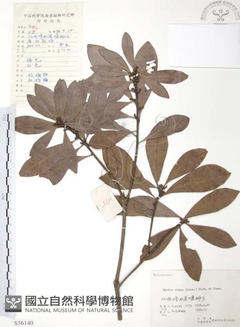 楊梅藏品圖，第1張