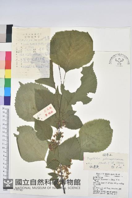 Accession Number:S036140 Collection Image