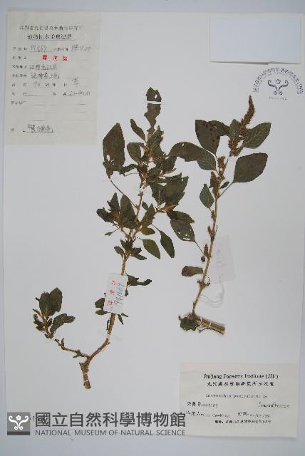 繁穗莧藏品圖，第1張