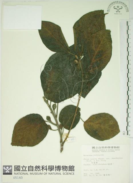 牛乳榕藏品圖，第1張