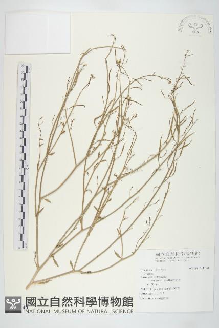 登錄號:S115140藏品圖，第1張