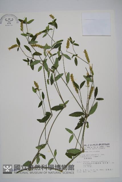 狹葉爵床藏品圖，第1張