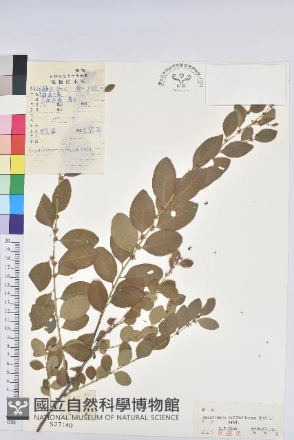 葉底珠、市蔥密花葉底珠藏品圖，第1張