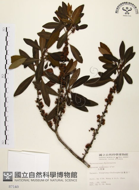 大明橘藏品圖，第1張