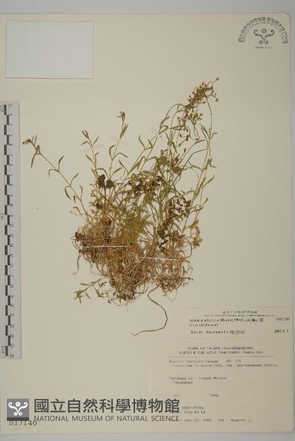 亞毛無心菜藏品圖，第1張