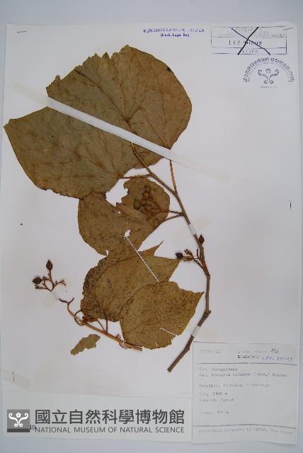 八角楓藏品圖，第1張