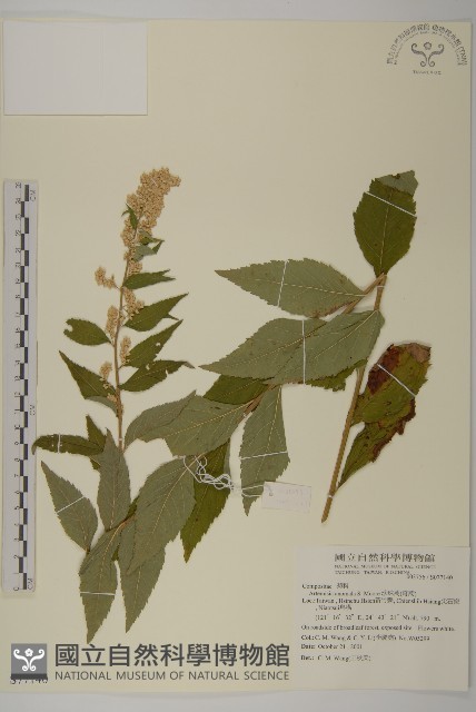 珍珠蒿、奇蒿藏品圖，第1張