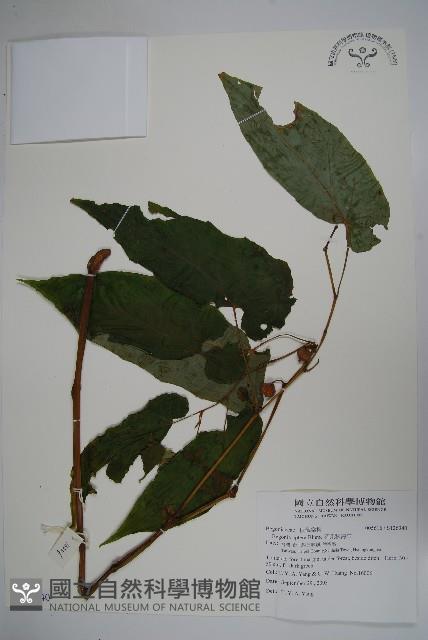 圓果秋海棠藏品圖，第1張