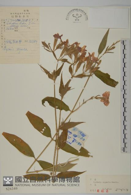 淺裂剪秋蘿藏品圖，第1張