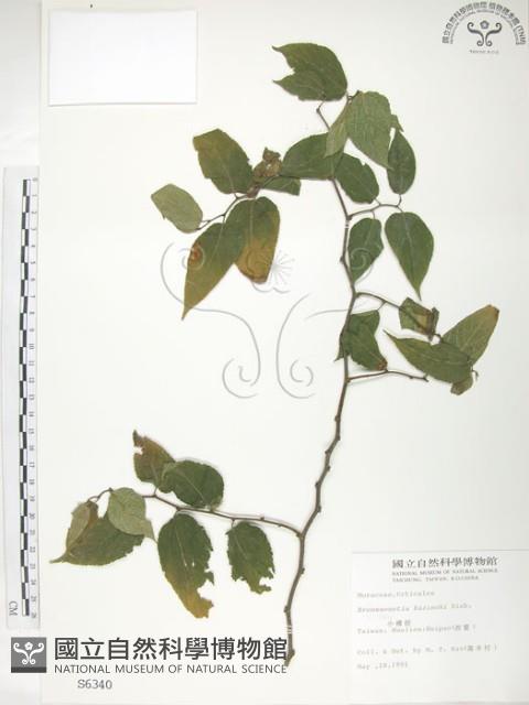 小構樹藏品圖，第1張