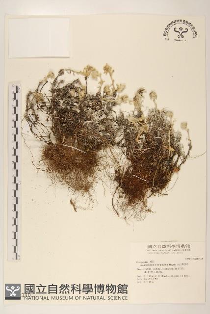 玉山薄雪草藏品圖，第1張