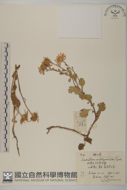 楔葉菊藏品圖，第1張