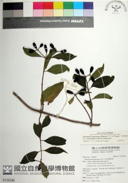 寶島玉葉金花藏品圖，第1張