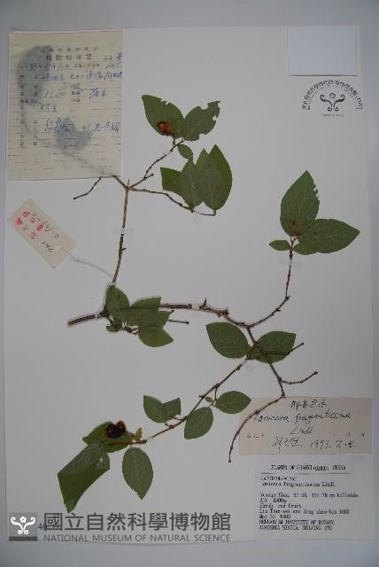 四月紅藏品圖，第1張