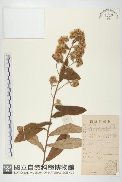 羊耳菊藏品圖，第1張