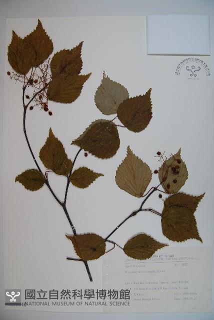 紅子莢迷、新高山莢迷藏品圖，第1張