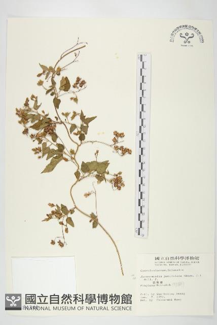 娥房藤藏品圖，第1張