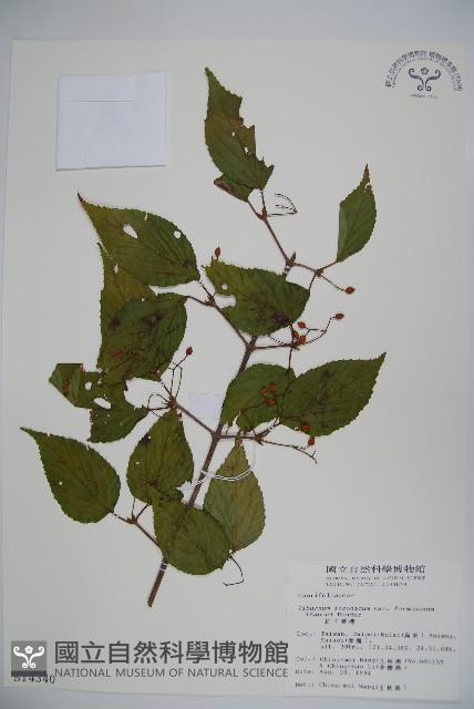 紅子莢迷藏品圖，第1張