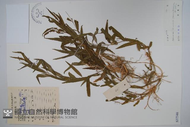 柳葉白前藏品圖，第1張