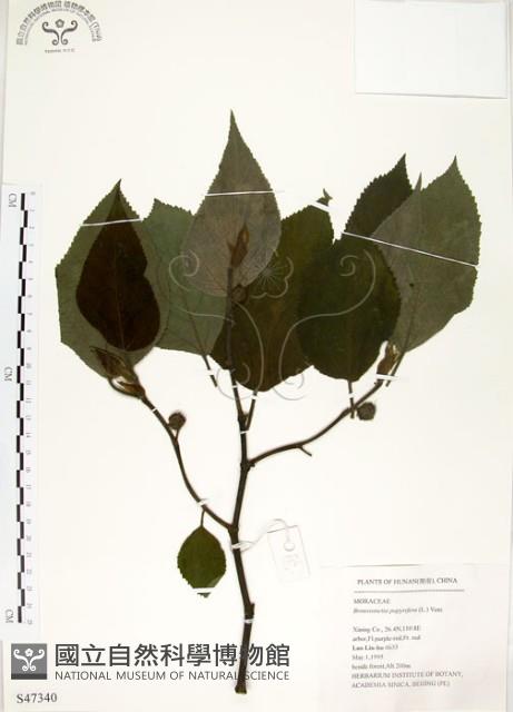 構樹藏品圖，第1張