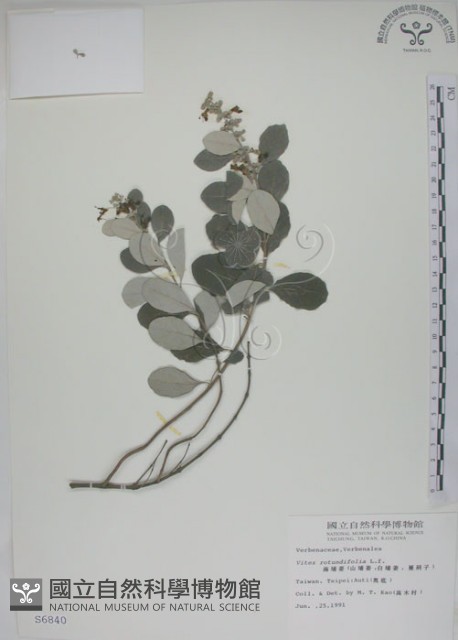 海埔姜藏品圖，第1張