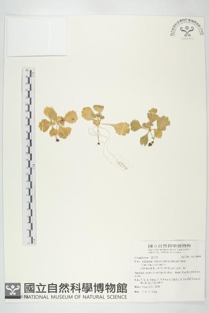 登錄號:S116840藏品圖，第1張