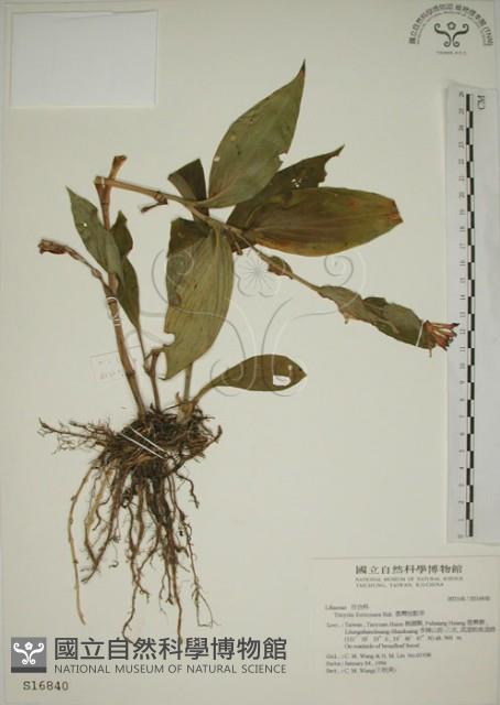 臺灣油點草藏品圖，第1張