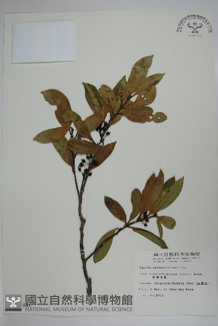 革葉冬青藏品圖，第1張