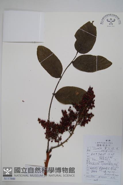 鹽膚木藏品圖，第1張