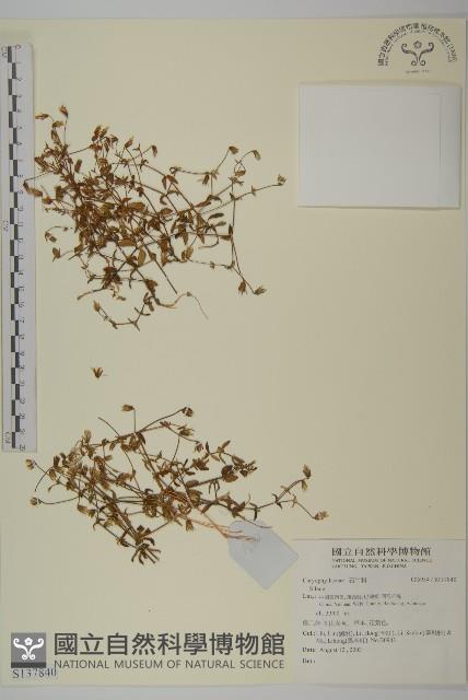 登錄號:S137840藏品圖，第1張