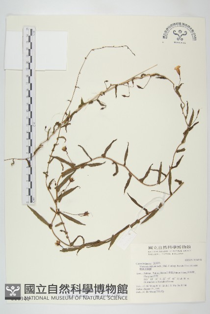 戟葉菜欒藤藏品圖，第1張