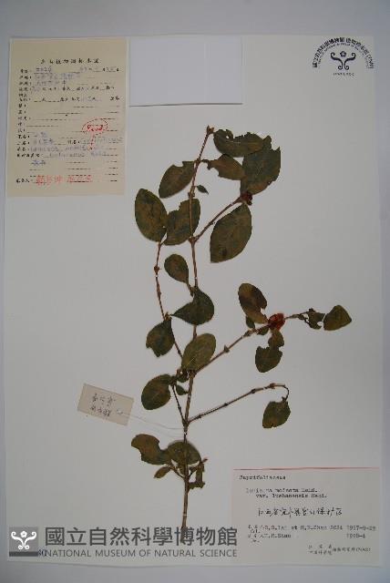 廬山忍冬藏品圖，第1張