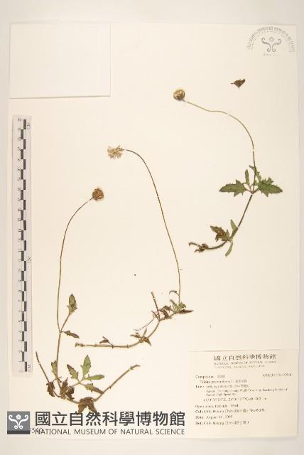 長柄菊藏品圖，第1張